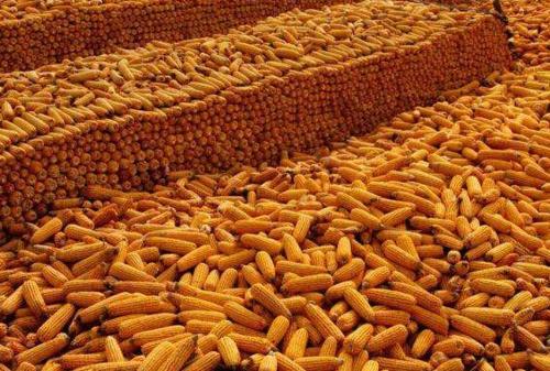  「产品」这个产品今年赚了，收购商没有压价，农民也挣到了钱