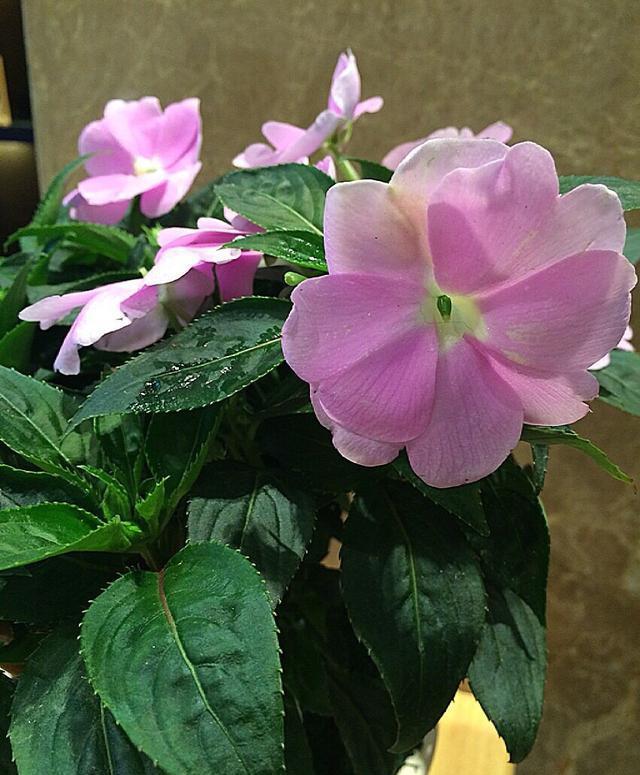  [玻璃翠]阳台上就养一棵这种“花”，插枝生根，全年都开花，一棵繁殖20棵