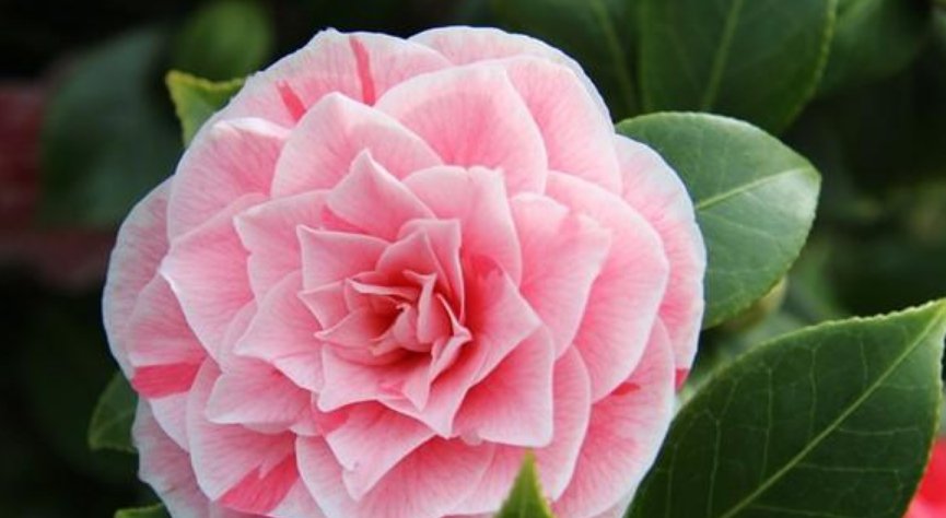  #花期#这“3种”花,养阳台上,漂亮又好养,一年四季“花开不断”