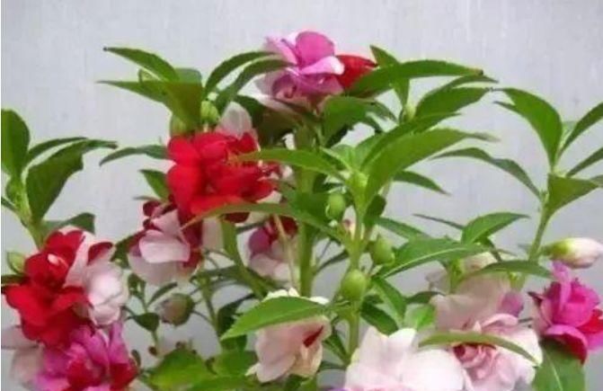  【凤仙花】家养4种旺运花，吉祥又喜庆，病虫害少，养护比较简单