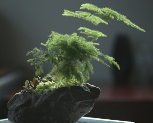  [一大]养好文竹掌握4个要点，轻松告别干尖黄叶，郁郁葱葱一大丛