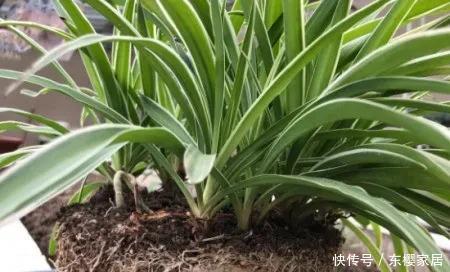 花盆|吊兰什么时候换盆,换盆后怎么处理,过程记录