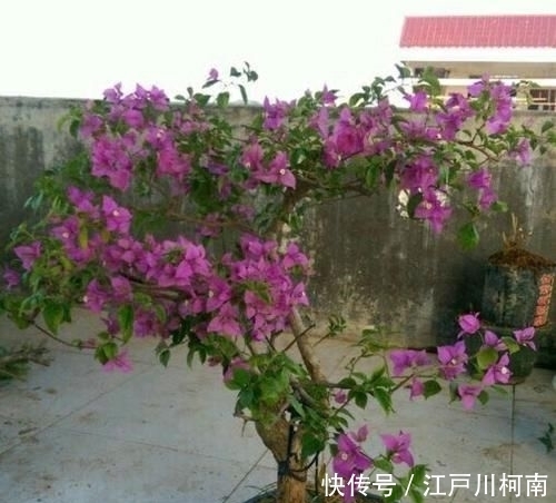 效果图■只要狠心,没有改造不了的三角梅盆景,看到效果图后太喜欢