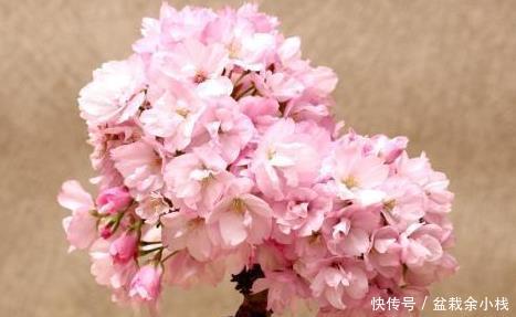 『开爆』这2种“花树”绽放“超美”,一树“粉云”太吸睛,开爆整个春天