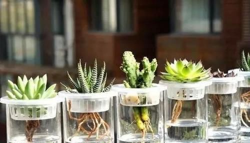  「枝条」多肉植物居然还能水培？？当然这些前提还是有的
