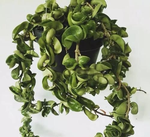  『湿润的半阴』植物也爱“烫发”，推荐五种叶子卷曲的植物，家里养一盆，新颖别