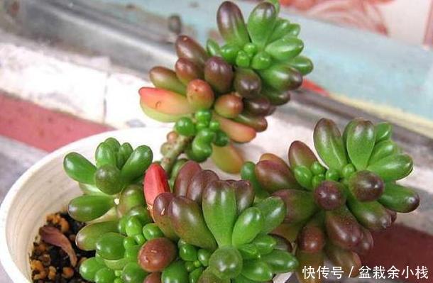 #付诸于实#多肉盆栽该怎么养护?学会这''6大要素'',小白分分钟变身高手