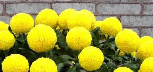  「玫瑰」喜欢玫瑰，不如养盆“珍稀菊花”金黄乒乓菊，花似乒乓，圆溜可爱