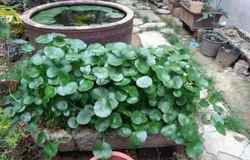 铜钱:铜钱草开花,众人讨厌,“咔嚓”一刀,叶片肥肥大大,滚滚财源来