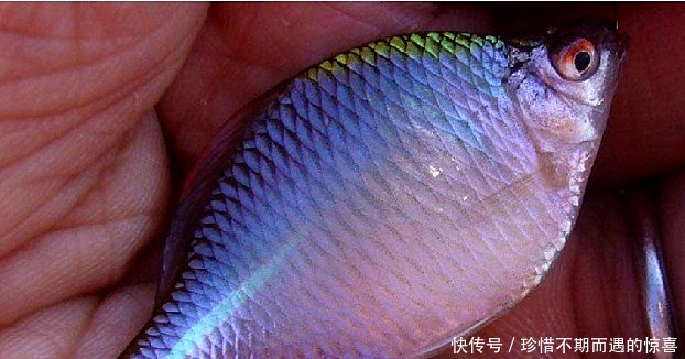 农村常见的一种鱼，小时候都拿来喂鸡，现在却成了高贵的观赏鱼