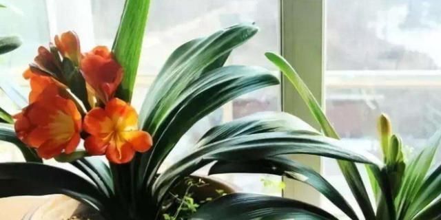  【夏季】夏季种植君子兰，这4方面养护，你做到位了吗？早知道早纠正