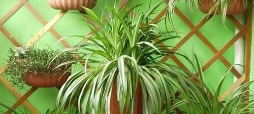  『绿意』卫生间养什么植物好？选择这5种植物，增添绿意、清新空气！