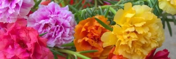  #花爆盆#太阳花爆盆的种植方法,掌握4个要点让太阳花疯长爆盆