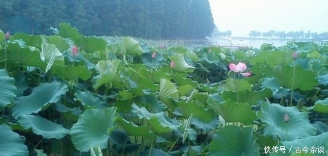 我国湖北一个县级市发展迅速：它是江汉明珠，未来是否划入武汉？