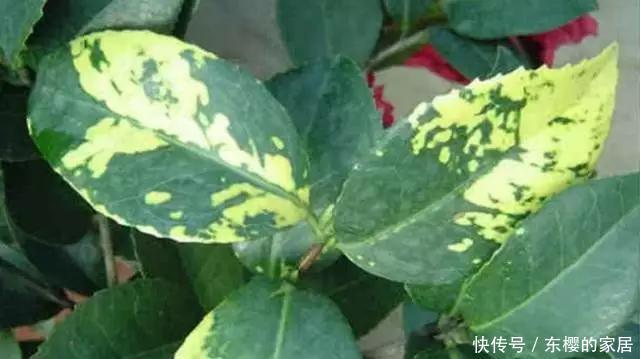 #百菌清#养花技巧:你养的花生了什么病?看这5点就知道!