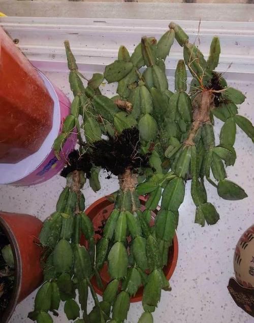 积水烂根:养花技巧:6种花须用小盆“挤着养”,控水好、长得旺!