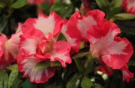  花芽：到了5月，杜鹃花得“套一套”，花芽“成倍”钻，花朵一开满屋艳
