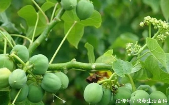  「树木」农村一种树木，人称“麻疯树”，过去农民见了就砍，如