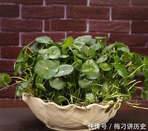 『轻松』铜钱草生长不佳注意这几点，轻松养满盆！