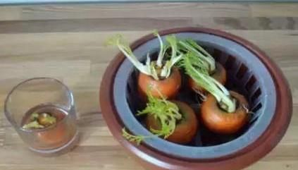  【蔬菜】想要在家水培植物，除了花卉还能选择蔬菜，山药藤蔓长得像绿萝