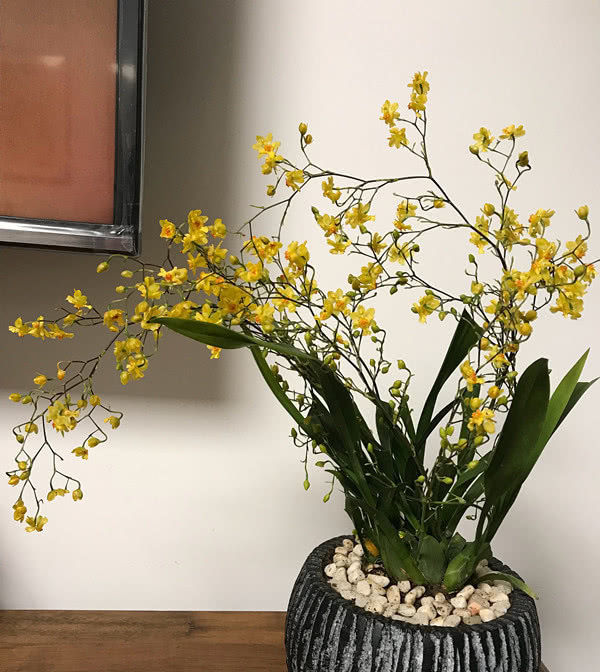  沁人心脾：花香最好闻的植物，花开“满屋飘香”沁人心脾，是室内盆栽佳品！