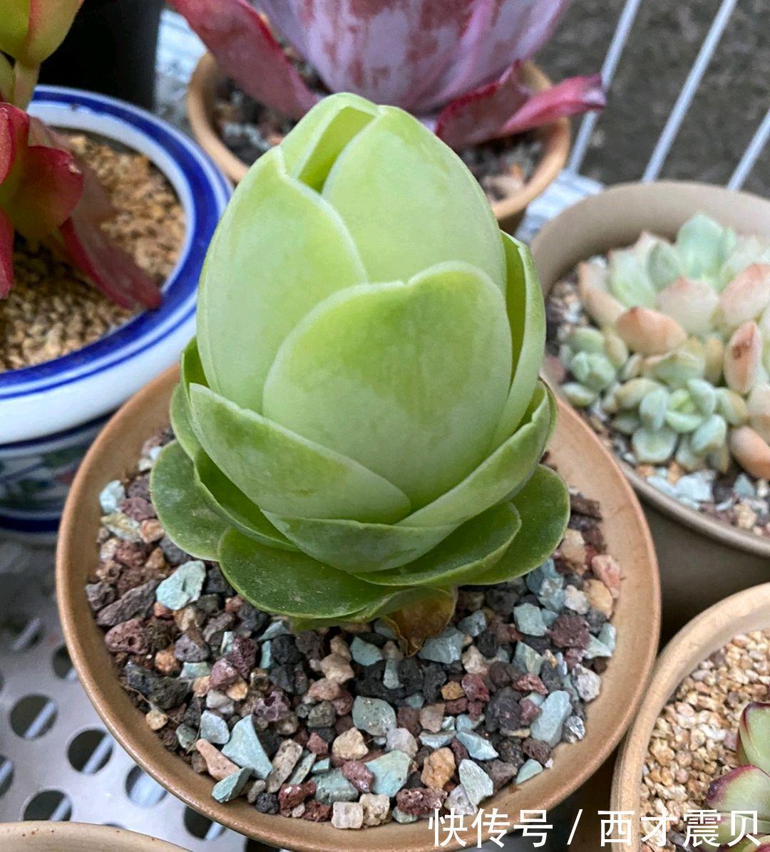 夏季|谁说夏季多肉必丑?这几种多肉夏季“叛逆”,状态反而越更漂亮!