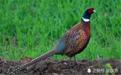  [野鸡]农村田地里的野鸡损害庄稼，农民究竟应该怎么办呢？一起