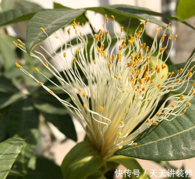 『寓意』3种植物能开花,平常很少见,寓意“阖家幸福”,能见到是幸运