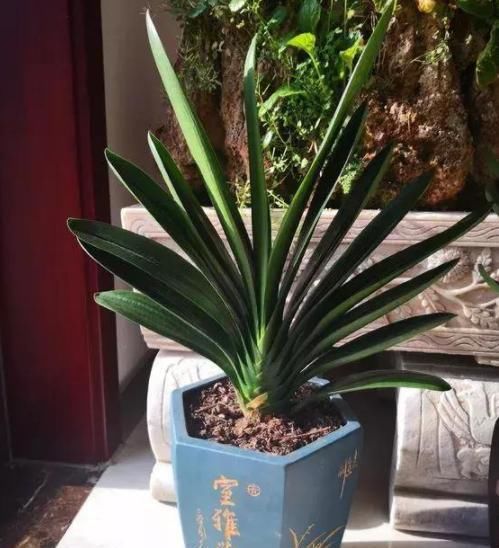  长出花箭■君子兰迟迟不开花？趁早纠正4点，叶子蹭蹭长，花开如绣球