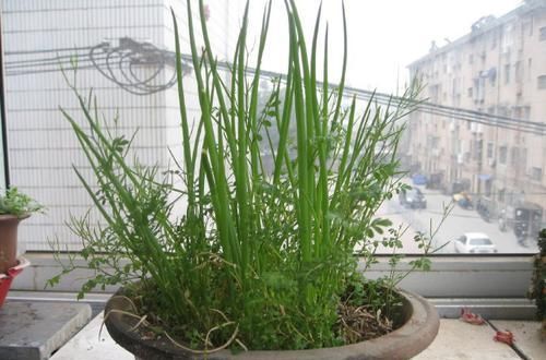  『杂草』花盆里的“杂草”快拔掉！难怪花卉生长不旺盛