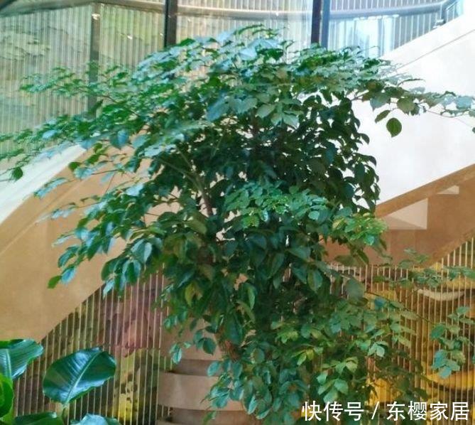  「幸福树」庭院选这几款花，花姿妖娆，养在哪里都爆盆，好运到来