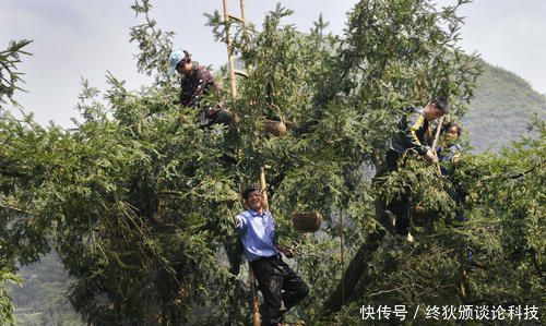  「可产」一斤干果卖300元，每亩地可产1000斤，为何农民不愿意种