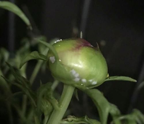  [牡丹]芍药花和牡丹傻傻分不清楚？芍药的花苞很大就是不开花怎么办呢？