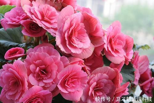  漂亮：这3种花，再漂亮也别在春天养，即使养花大神也很难养活！