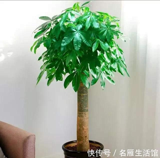金钱树|客厅摆放什么植物,优雅大方又有温馨氛围?