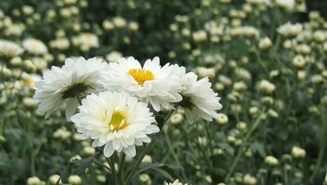 『凤仙花』夏天这6种花,养起来,花露水都不需要了!