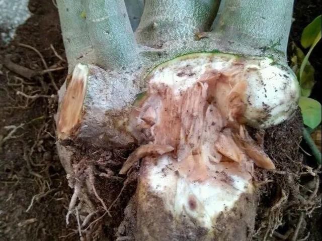  「烂根」天热了，8种花不能乱浇水，小心浇完就死