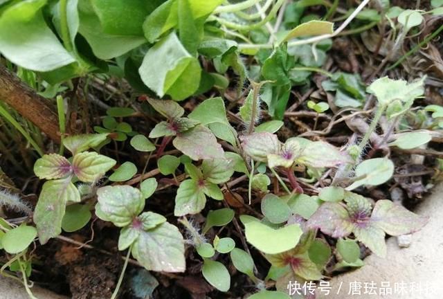  花盆@春天来了，酸咪草都开了，紫苏都种活了！