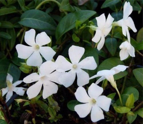 #适合#不想在院子里种草坪,这些观赏花很适合,光照充足和遮阴处都能养