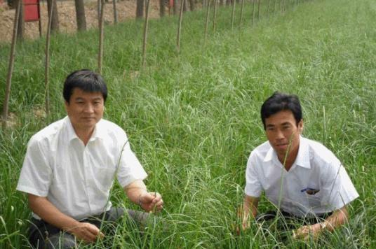 农村小本创业项目，被农民称为懒汉药材，每亩收益4000元