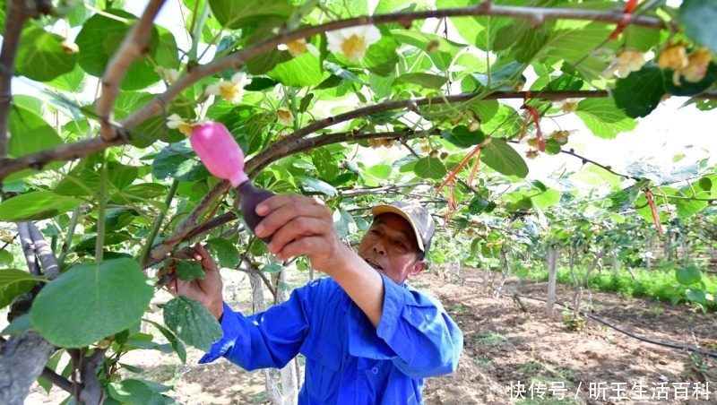  遭遇@水果中的贵族，遭遇“崇洋媚外”，果农：原产地现摘，咋没