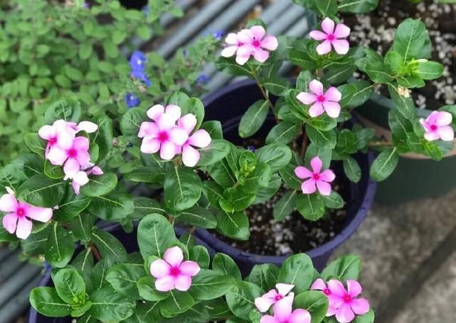  『枝繁叶茂』养四季梅这样修剪一下，开花多四倍，枝繁叶茂，一盆种出很多盆