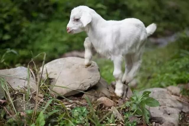  老桥@52岁的他为健康养老，跑大山里盖木屋，过上让人艳羡的生活