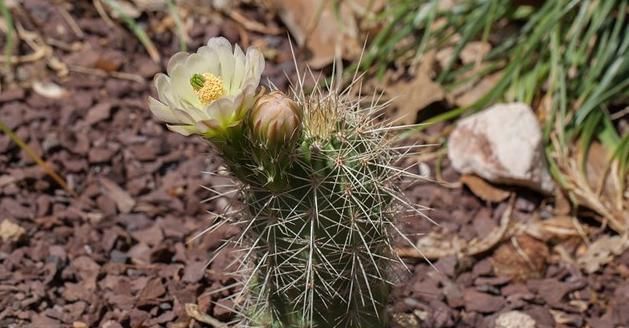 『蔷薇』还在养普通仙人掌?多肉大蔷薇虾,样子好看,开花不同