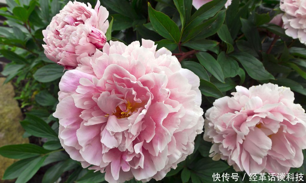 【耐阴】卫生间就养此3种花,净化空气祛除异味,耐阴又喜凉,越养越喜欢
