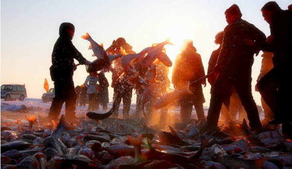 一网30万斤！查干湖的鱼越捞越多？渔民哭诉：看这群人都干了啥