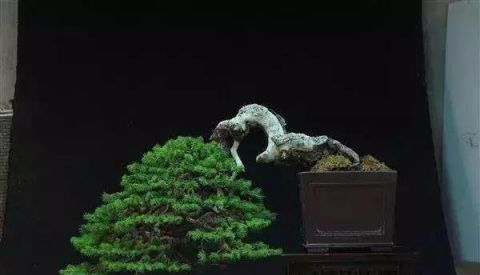 一组悬崖盆景佳作欣赏 可上九天揽月 可下五洋捉鳖