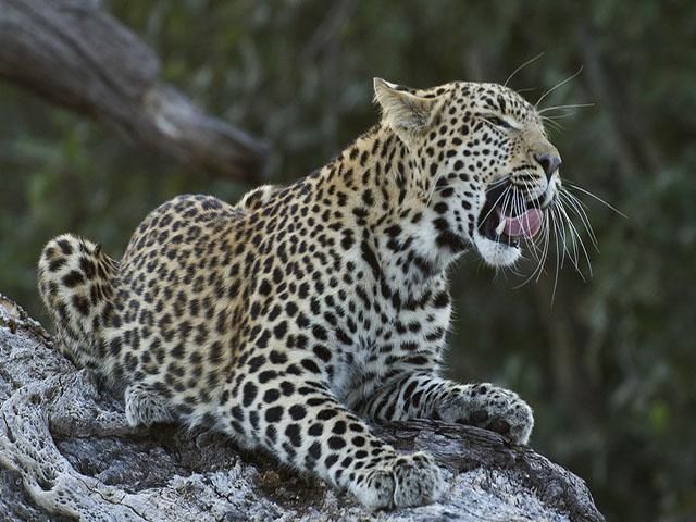 「花豹」草原花豹捕猎不成,结果却被猎物给欺负了