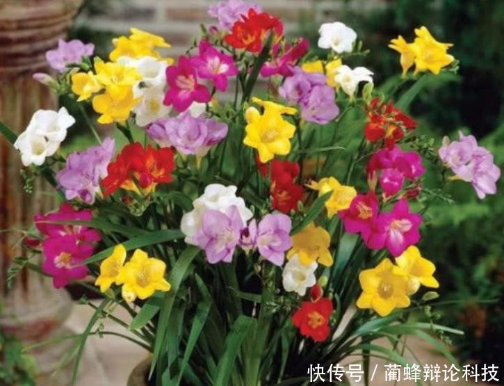  红掌：“3种花”人见人爱，漂亮又好养，一开就是大半年，阳台变花海！