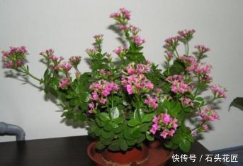 蛋壳加一物,就真的变成营养丰富的花肥了!